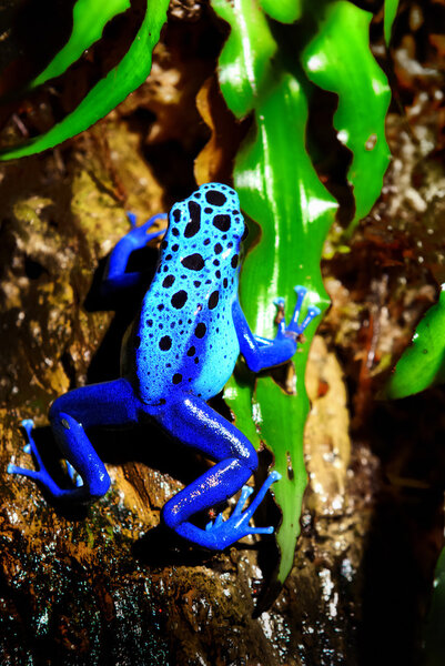 Цветная синяя лягушка
