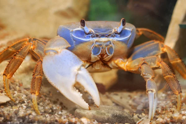 Crabe arc-en-ciel n aquarium — Photo