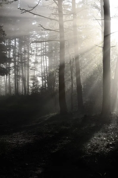 Niebla espesa en el bosque — Foto de Stock