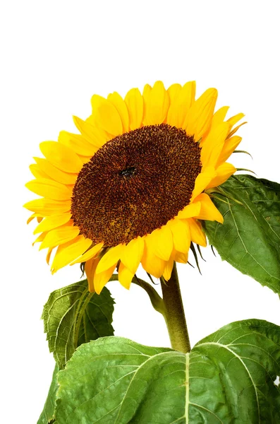 Sunflower isolated on white — Stock Photo, Image