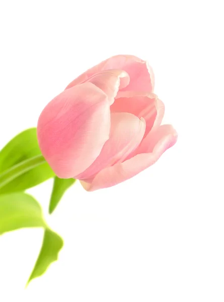 Цветок тюльпана на белом фоне — стоковое фото