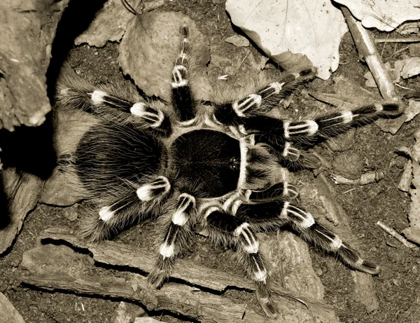 Tarantula acanthoscurria geniculata — Stock Photo, Image