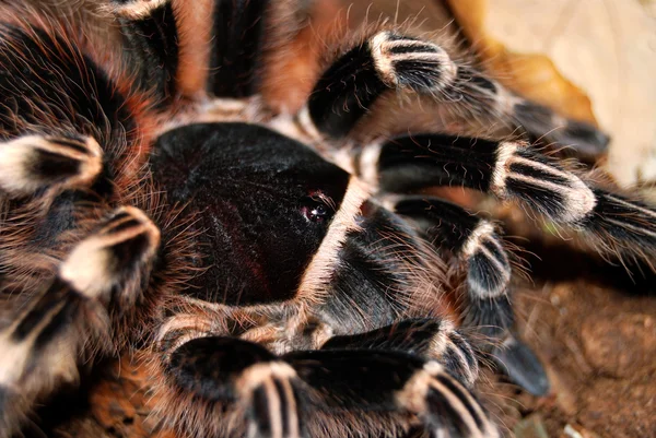 Tarantula acanthoscurria geniculata — Zdjęcie stockowe