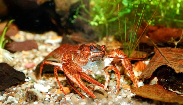 Crayfish Astacus leptodactylus — Stock Photo, Image