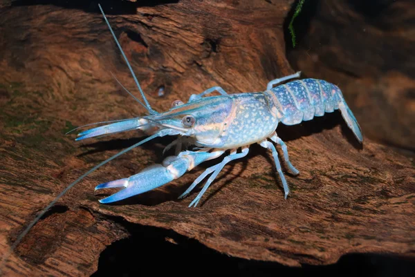 Écrevisses bleues australiennes colorées — Photo