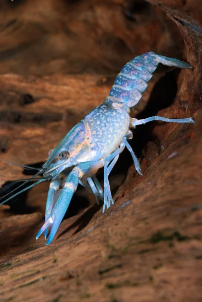 多彩澳大利亚蓝色小龙虾 — 图库照片