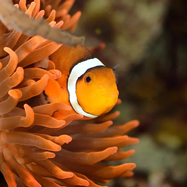 Clownfish in marine aquarium — Stock Photo, Image