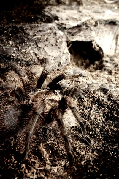 American desert tarantula Phormictopus platus — Stock Photo, Image