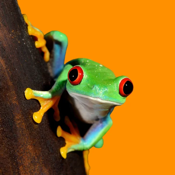 Groda rödögd bladgroda — Stockfoto