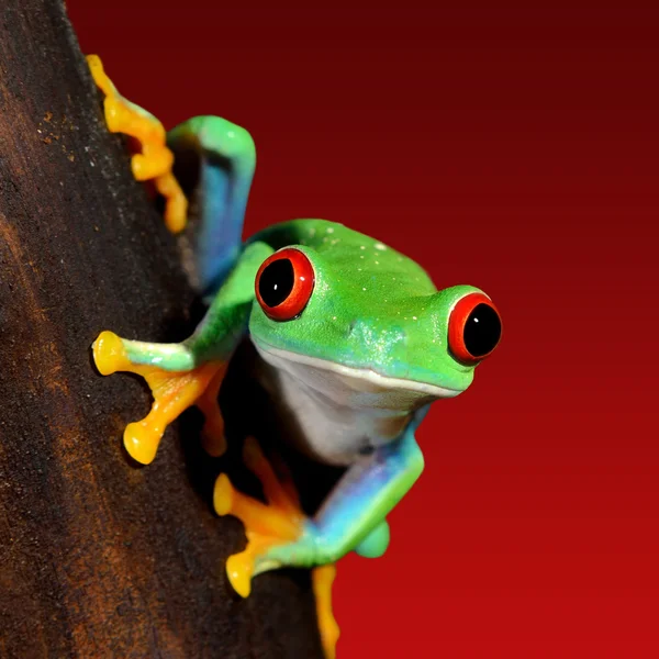 Frog  Agalychnis callidryas — Stock Photo, Image