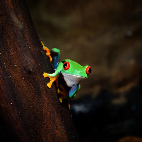 青蛙红眼蛙 — 图库照片