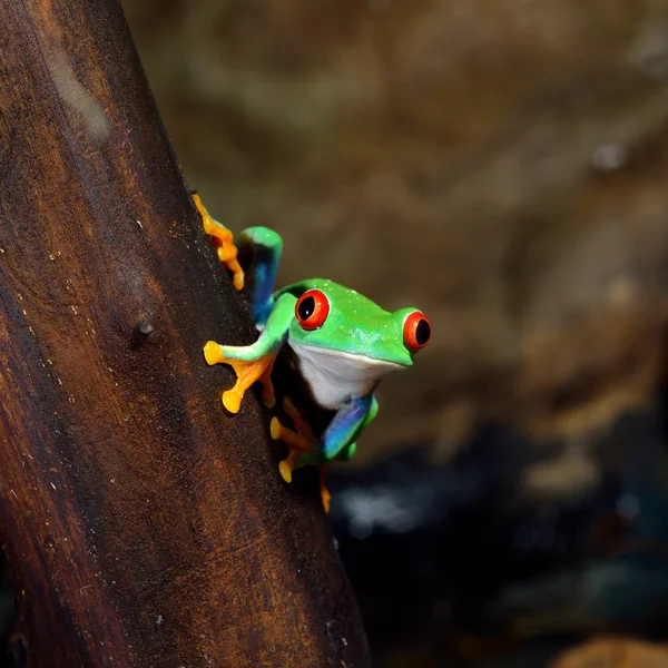 カエル アカメアマガエル — ストック写真