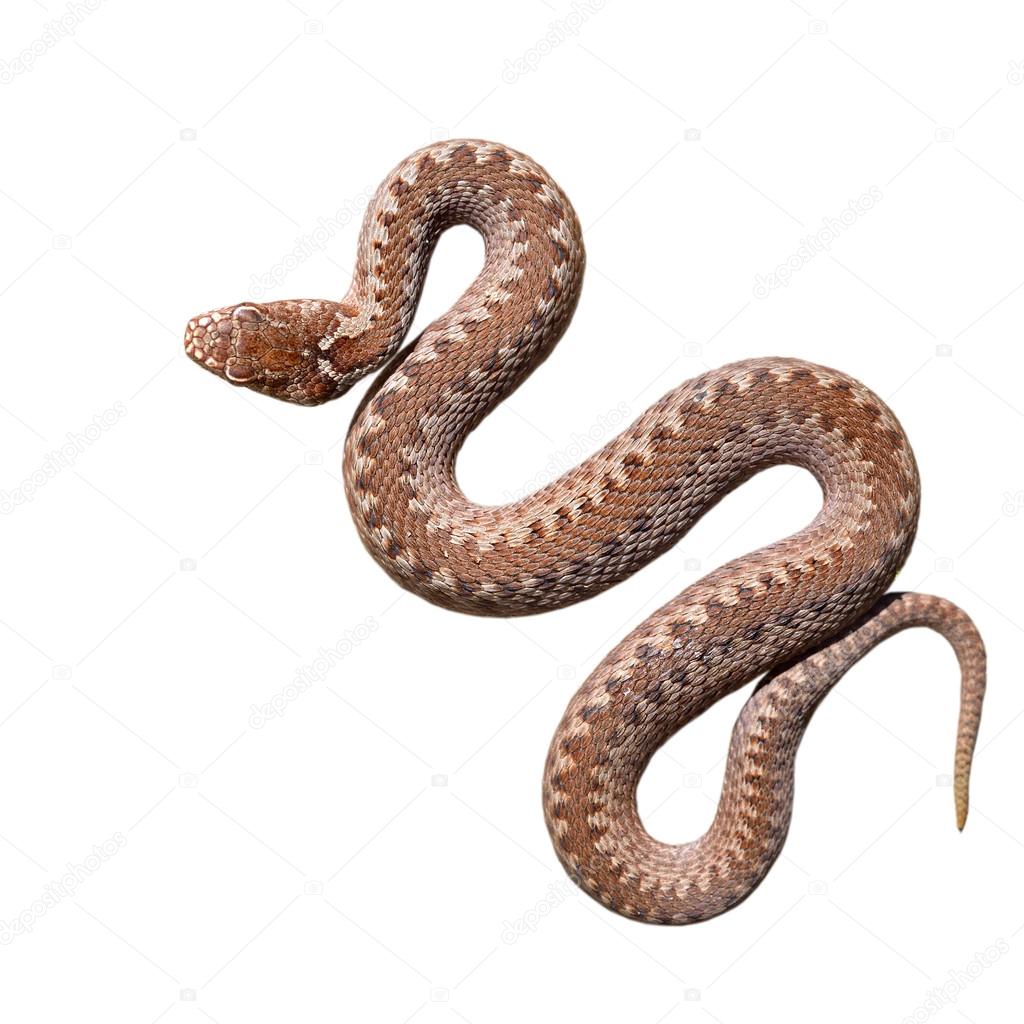 Common viper snake isolated