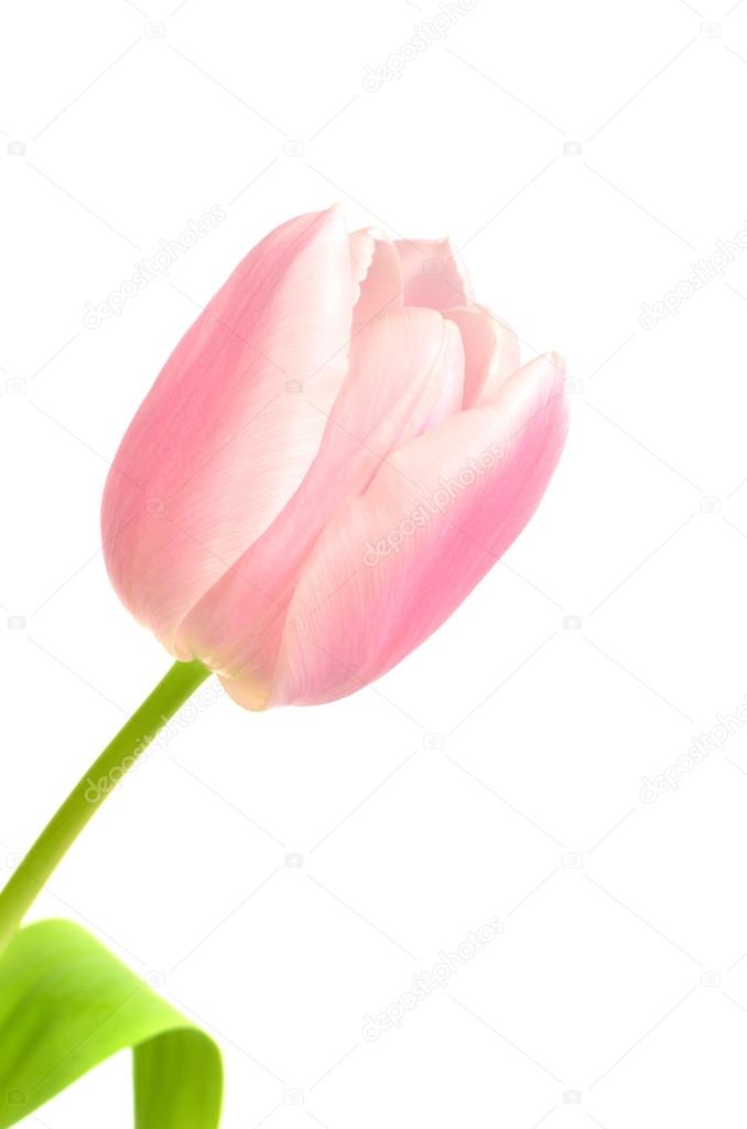 tulip flower on white background