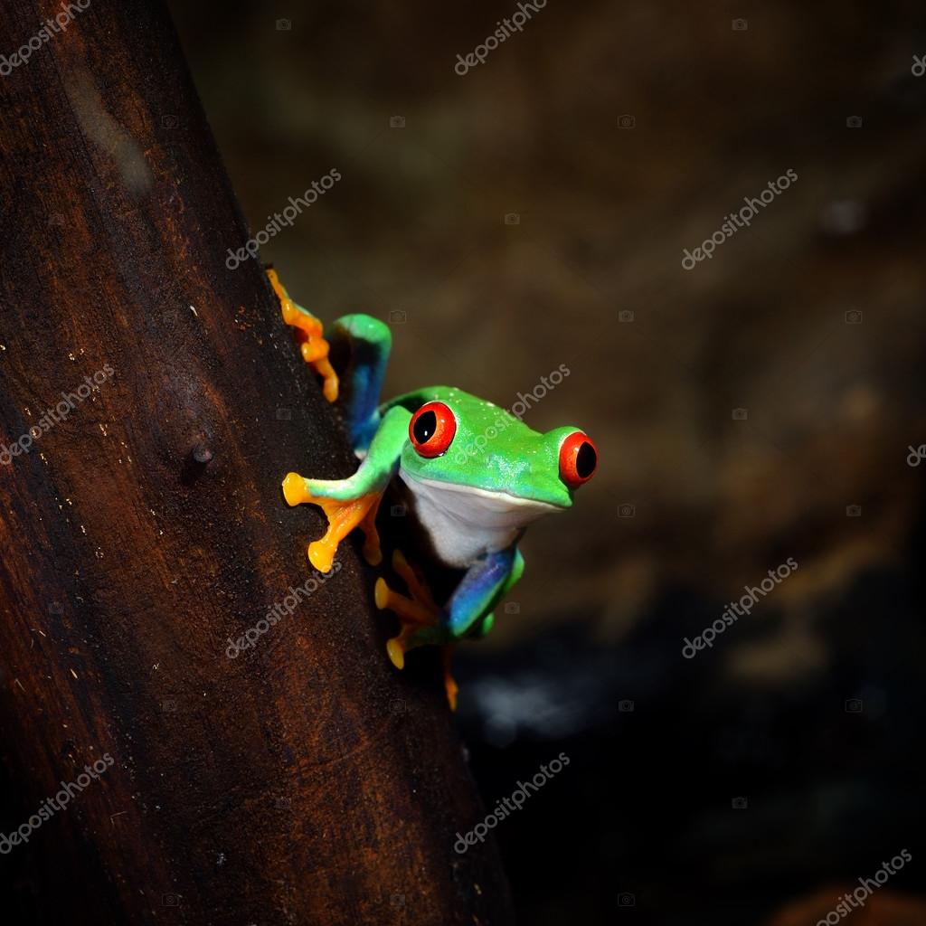 赤目カエル写真素材 ロイヤリティフリー赤目カエル画像 Depositphotos