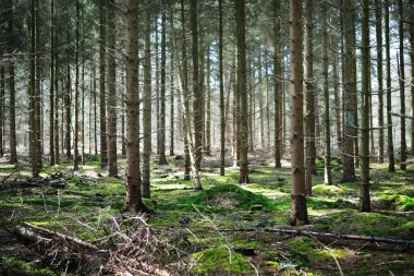 Bahar orman Hollanda