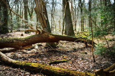 Bahar orman Hollanda