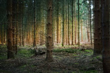 Bahar orman Hollanda