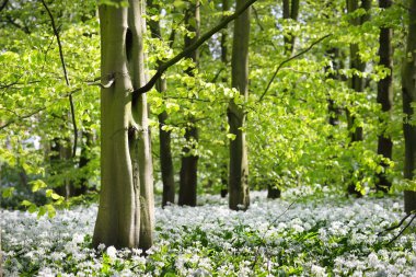 Orman ve çiçeklenme yabani sarımsak