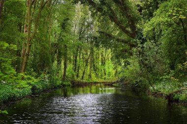 Stochemhoeve Park orman Nehri