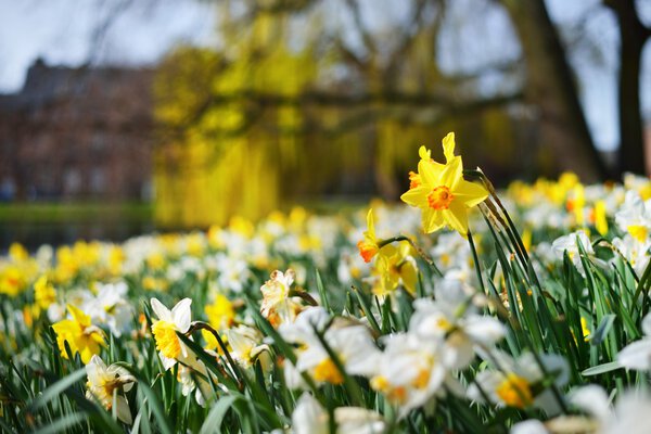 Blooming white and yellow daffodils (Narcissus) in a city park. Spring in Leiden, Netherlands. Landscape design, gardening, plants, flower arrangement. Easter, holidays, happiness, joy, peace concepts