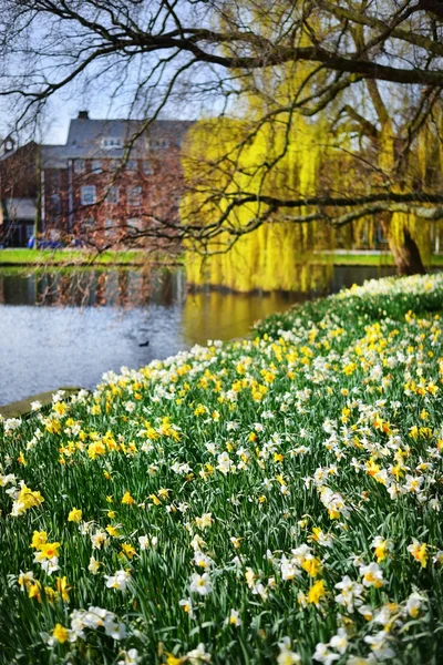 在城市公园里盛开的白色和黄色水仙花。荷兰莱顿的春天。景观设计,园艺,植物,插花.复活节，假日，快乐，快乐，和平的概念 — 图库照片