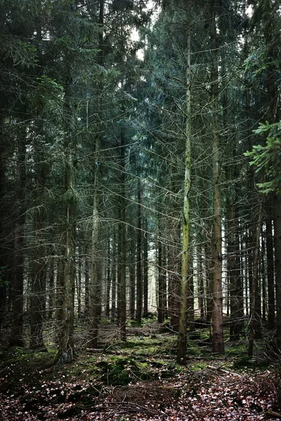 Foresta primaverile nei Paesi Bassi — Foto Stock