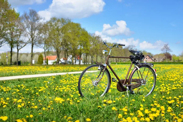 Vieja bicicleta retro en el campo del diente de león — Foto de Stock