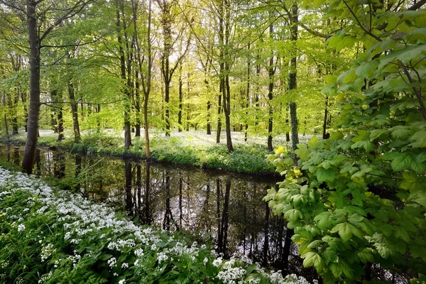 Bosque y el ajo silvestre en flor —  Fotos de Stock