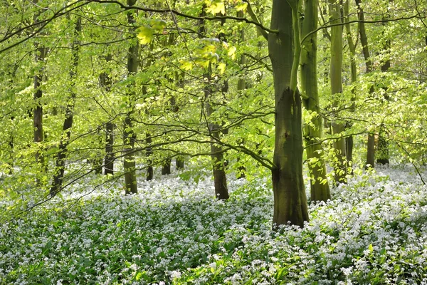 Bos en de bloeiende wilde knoflook — Stockfoto