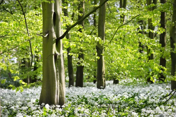 Wald und der blühende Bärlauch — Stockfoto