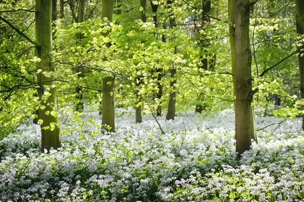 Wald und der blühende Bärlauch — Stockfoto