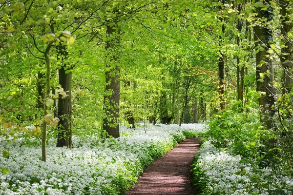 Route dans la forêt et l'ail sauvage en fleurs — Photo