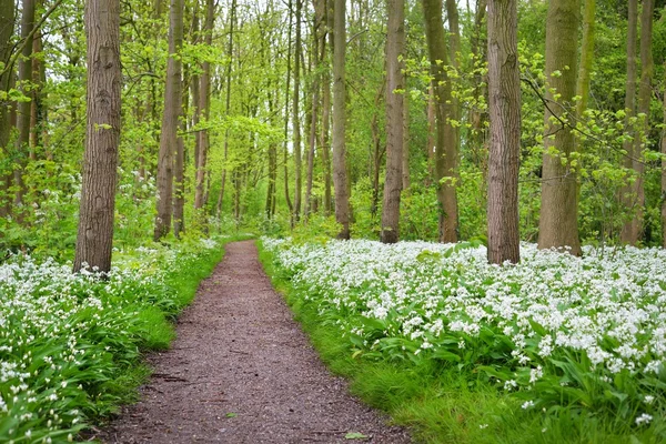 Дорога в лесу и цветущий дикий чеснок — стоковое фото