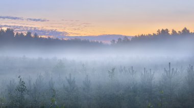 Sisli çam ormanları