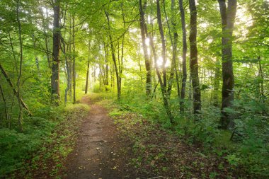 Yaprak döken orman patika