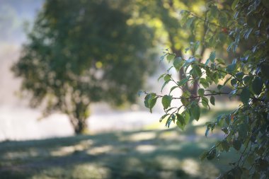 Bir orman göl güneş doğarken
