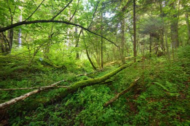 Bir ormandaki yosunlu ağaç gövdeleri