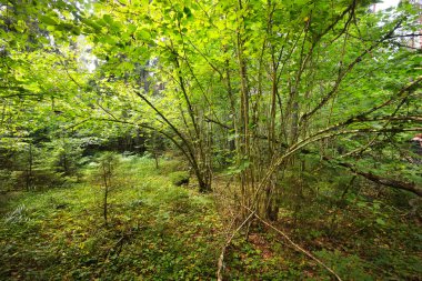 Yeşil yaprak döken orman