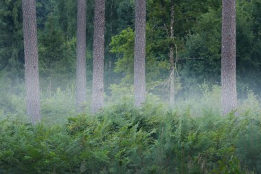 Sisli çam ormanları