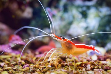 Lysmata amboinensis cleaner shrimp clipart