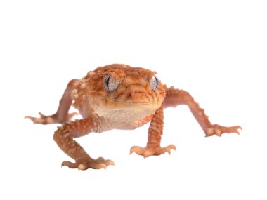 Gecko Nephrurus amyae