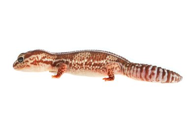 leopar gecko eublepharis macularius