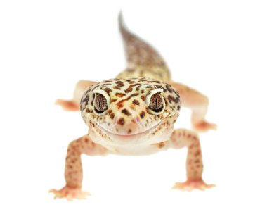 leopar gecko eublepharis macularius