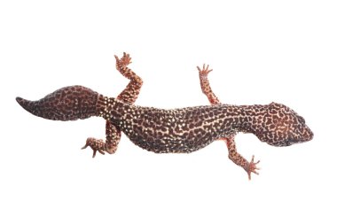 leopar gecko eublepharis macularius