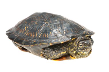 Avrupa gölet kaplumbağası