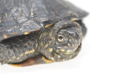 Avrupa gölet kaplumbağası