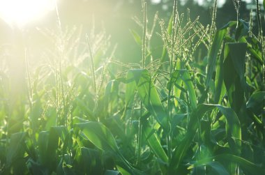 Gün batımında mısır tarlası