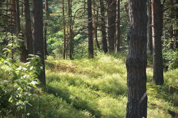 Foresta di pini — Foto Stock