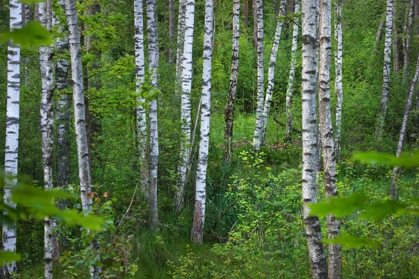 Birkenwald — Stockfoto